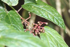 Cissus discolor